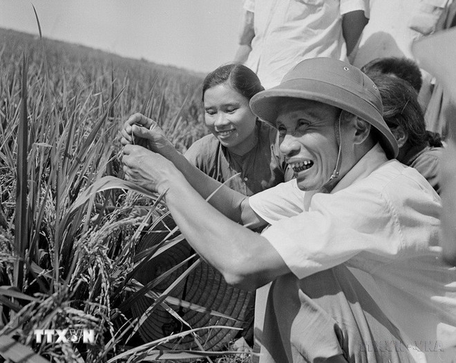 Thủ tướng Phạm Văn Đồng thăm cánh đồng lúa năng suất cao của nông dân xã Hải An, huyện Hải Châu, tỉnh Nam Hà, tháng 6/1969. (Ảnh: Đức Như/TTXVN) Thủ tướng Phạm Văn Đồng thăm cánh đồng lúa năng suất cao của nông dân xã Hải An, huyện Hải Châu, tỉnh Nam Hà, tháng 6/1969. (Ảnh: Đức Như/TTXVN)
