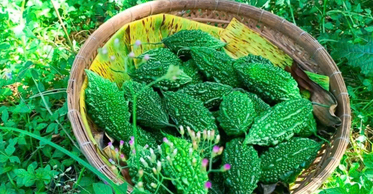 Loại quả có vị đắng khó ăn nhưng lại hỗ trợ chức năng gan cực hiệu quả