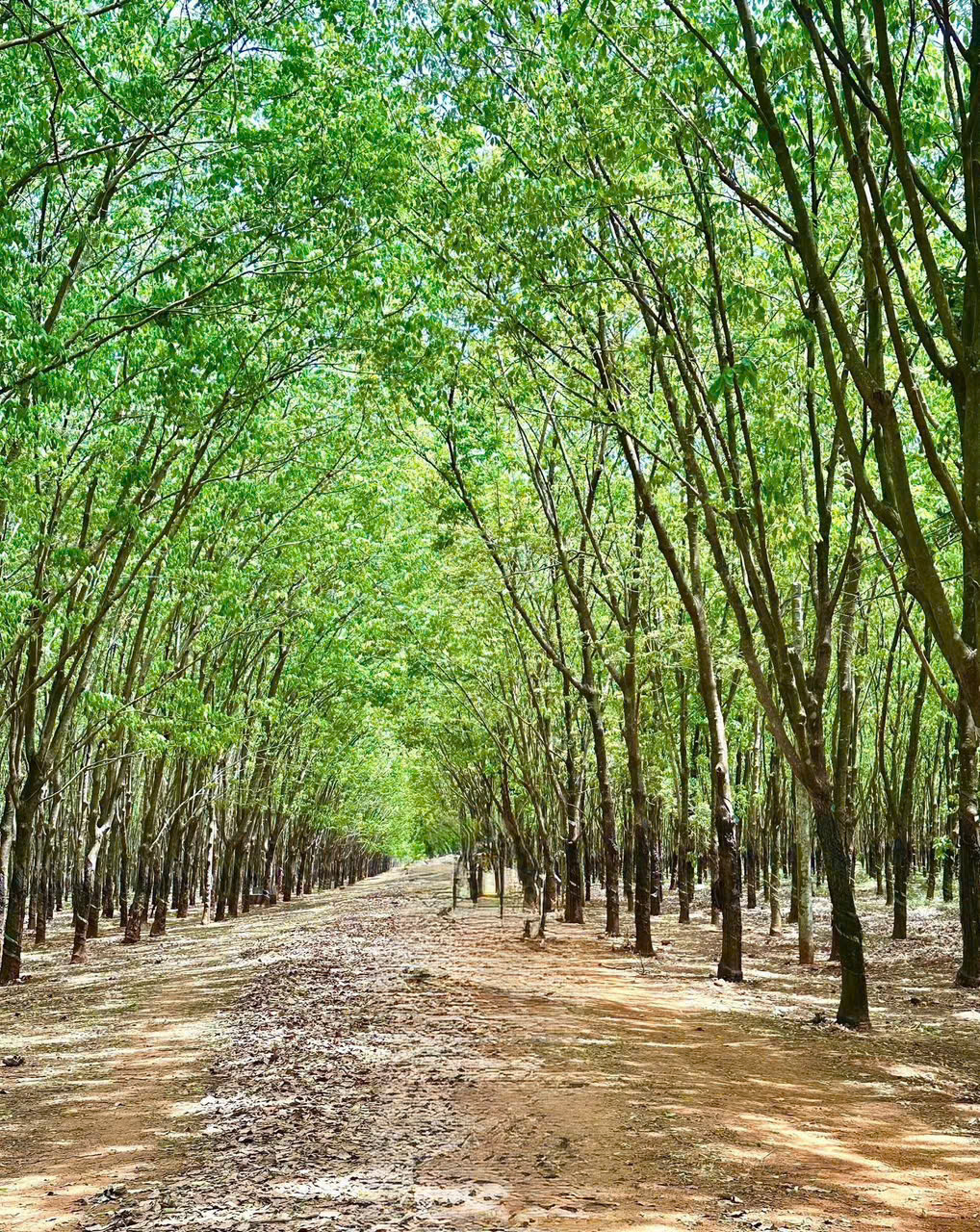 Giá cao su hôm nay 2/3: Đồng loạt giảm