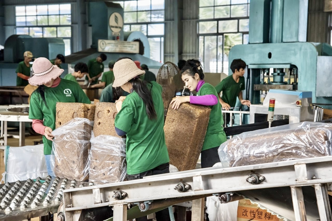 Ngành cao su Gia Lai thích ứng tiêu chuẩn xanh, chủ động vào “luật chơi” mới của EU