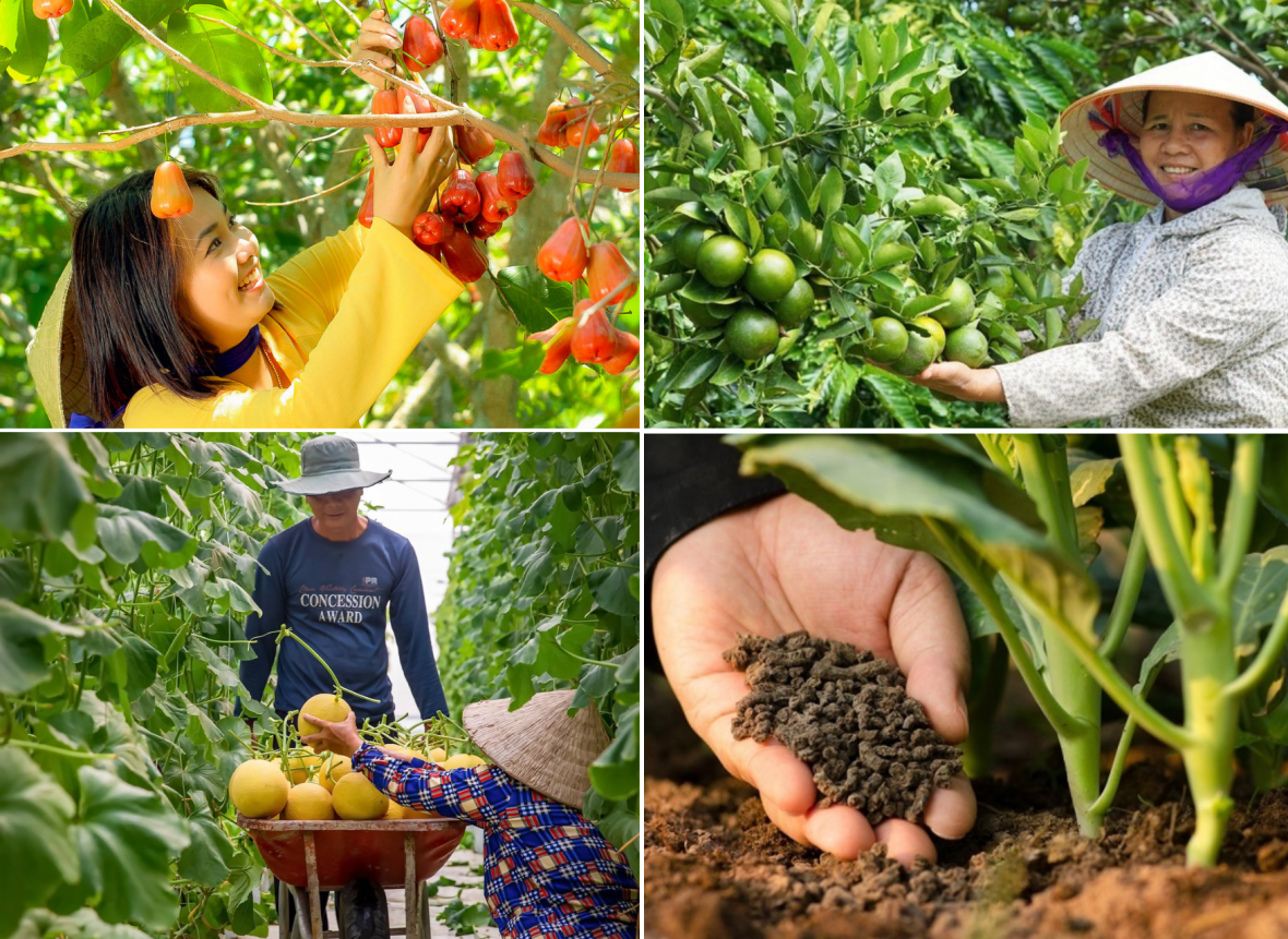 Nông sản hữu cơ: Con đường nâng tầm giá trị cho nông nghiệp Việt