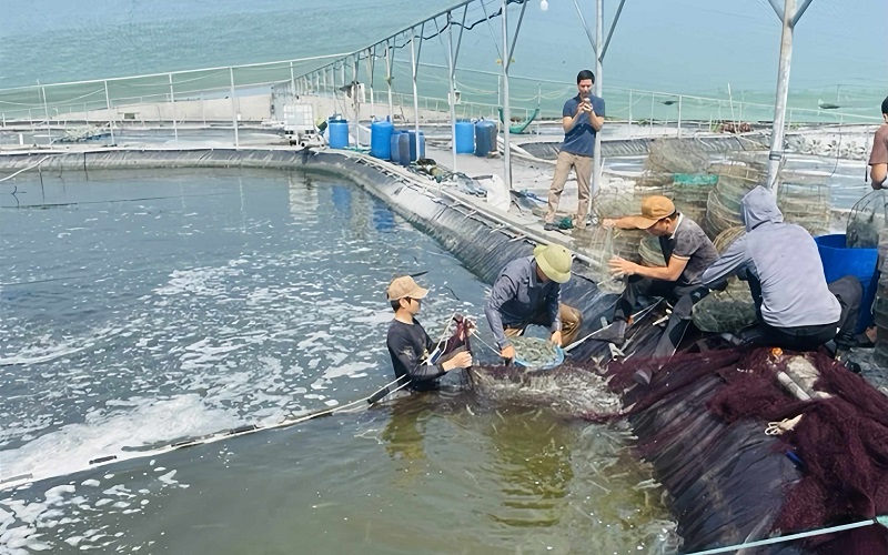 Nu&ocirc;i thủy, hải sản tại v&ugrave;ng ven biển Ninh B&igrave;nh mang lại hiệu quả kinh tế cao