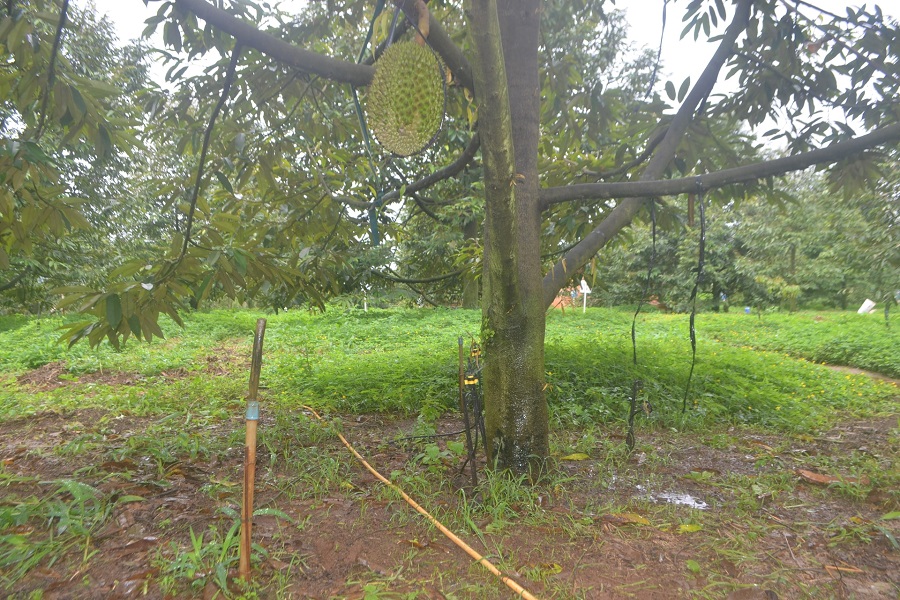 Lâm Đồng: Cần chính sách đồng bộ để nhân rộng tưới tiên tiến tại khu vực phía Tây