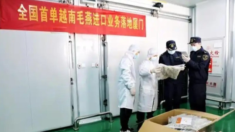 Trung Quốc lần đầu nhập khẩu tổ yến thô từ Việt Nam