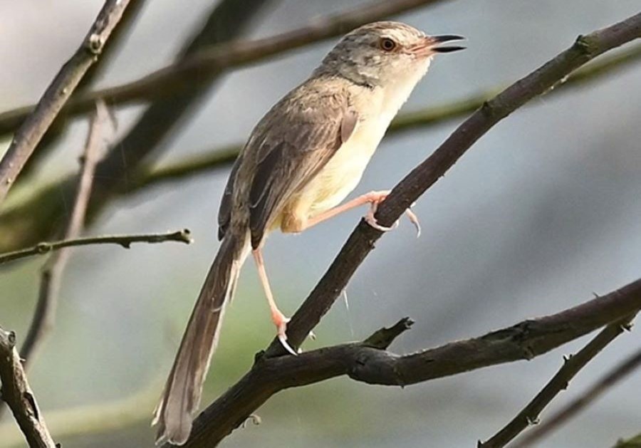 Prinia inornata (Chiền chiện bụng hung/ Chiền chiện n&uacute;i).