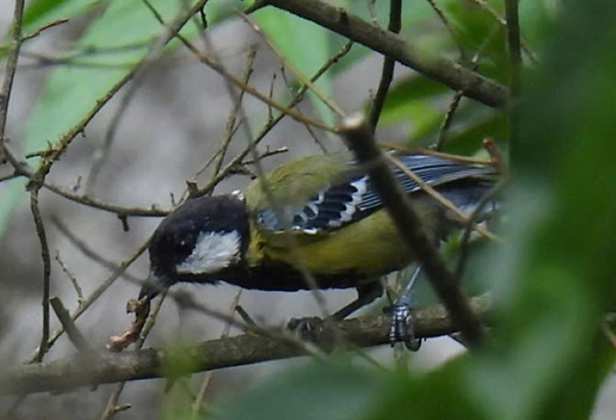 Parus monticolus (Bạc m&aacute; bụng v&agrave;ng) tại Hung Tr&acirc;u (VQG Phong Nha - Kẻ B&agrave;ng)