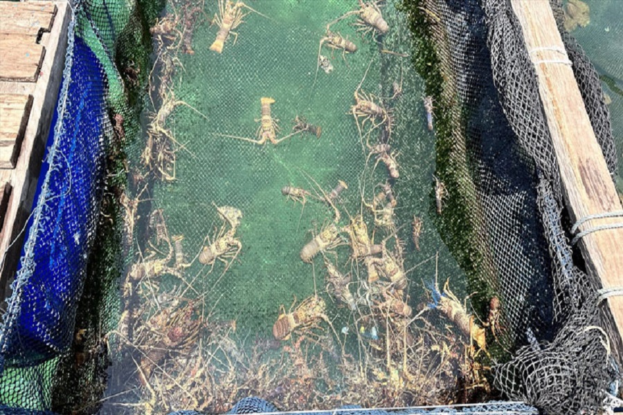 Khu vực ven bờ, ven đảo sử dụng lồng bè HDPE, thức ăn công nghiệp, áp dụng công nghệ lồng nổi HDPE, lồng bán chìm linh hoạt, nuôi nhiều tầng cá, tôm hùm... Khu vực ven bờ, ven đảo sử dụng lồng bè HDPE, thức ăn công nghiệp, áp dụng công nghệ lồng nổi HDPE, lồng bán chìm linh hoạt, nuôi nhiều tầng cá, tôm hùm...