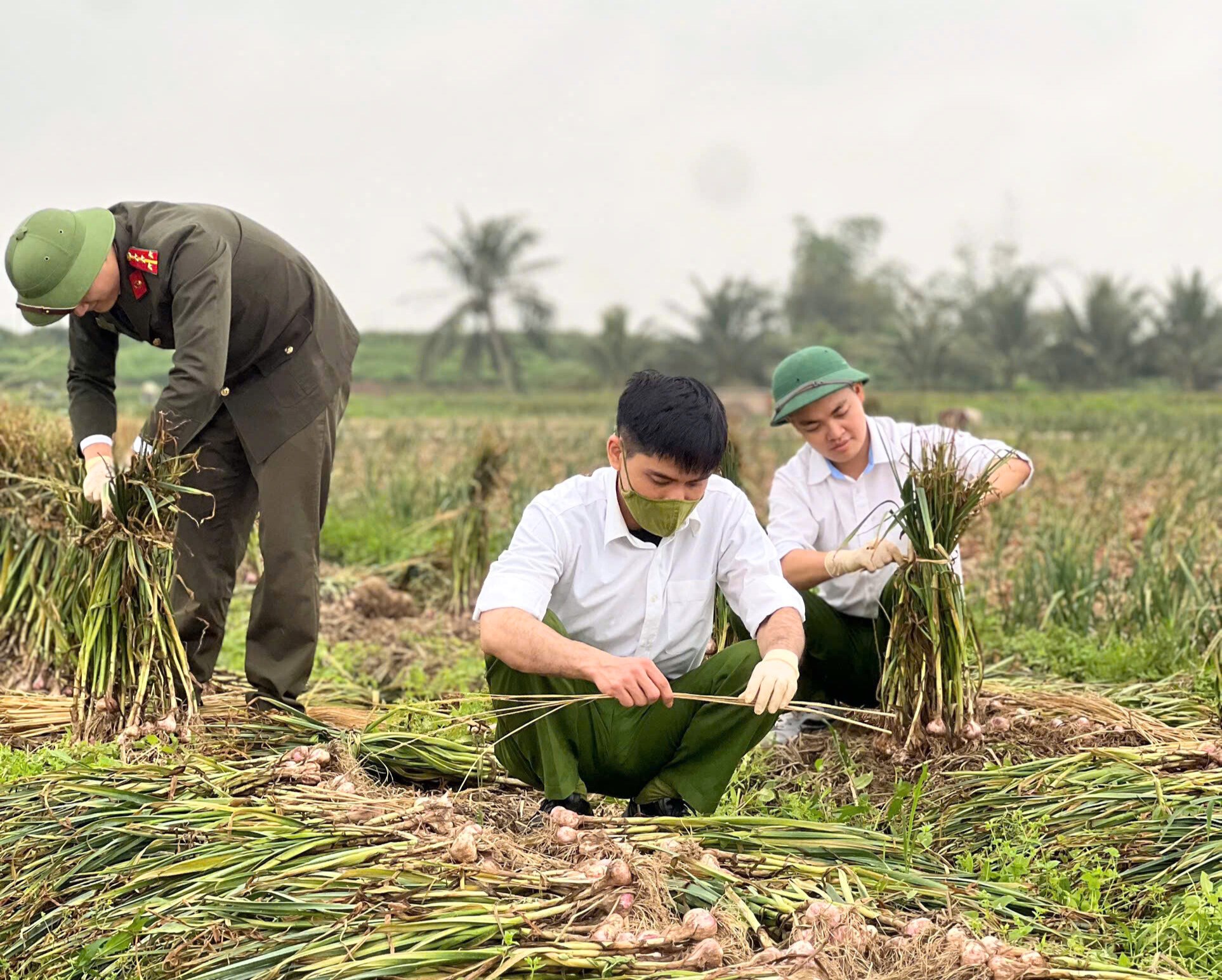 Đoàn thanh niên Công an xã Nam An Phụ xung kích xuống đồng giúp dân thu hoạch cây vụ Đông