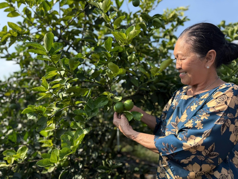 Nhiều địa phương đẩy mạnh sản xuất theo ti&ecirc;u chuẩn VietGAP, GlobalGAP, th&uacute;c đẩy cấp m&atilde; số v&ugrave;ng trồng - Ảnh: VGP/Đỗ Hương