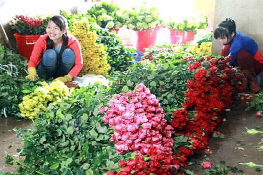 Cứ 2 ng&agrave;y cắt hoa một lần; mỗi lần cắt từ 5.000 đến 6.000 c&agrave;nh&hellip;