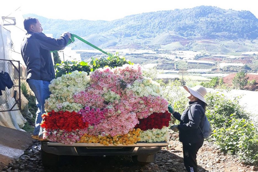 Nhờ thay đổi c&aacute;ch nghĩ, c&aacute;ch l&agrave;m, b&agrave; con nơi đ&acirc;y đ&atilde; mạnh dạn chuyển đổi một số diện t&iacute;ch trồng c&agrave; ph&ecirc; kh&ocirc;ng năng suất sang trồng hoa hồng, mang lại thu nhập cao v&agrave; ổn định.