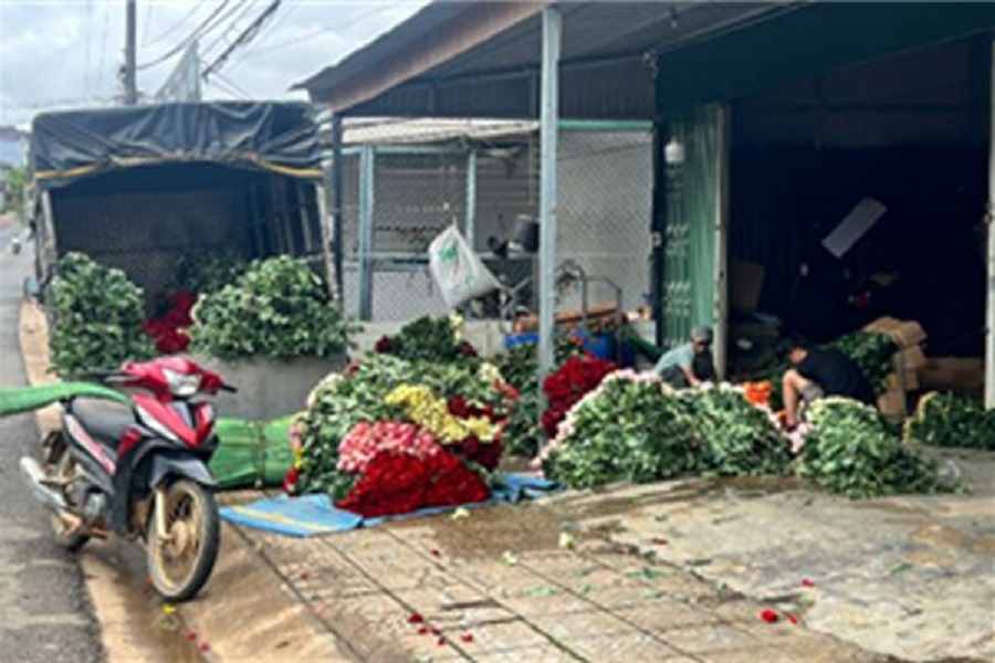 To&agrave;n phường c&oacute; khoảng 60 vựa hoạt động. B&ecirc;n cạnh đ&oacute;, một số hộ c&oacute; điệu kiện, cơ sở như kho lạnh, xe lạnh chuy&ecirc;n chở hoa,&hellip; th&igrave; tự sản xuất v&agrave; đ&oacute;ng g&oacute;i ph&acirc;n phối sản phẩm trực tiếp đến thị trường hay c&aacute;c chợ đầu mối.