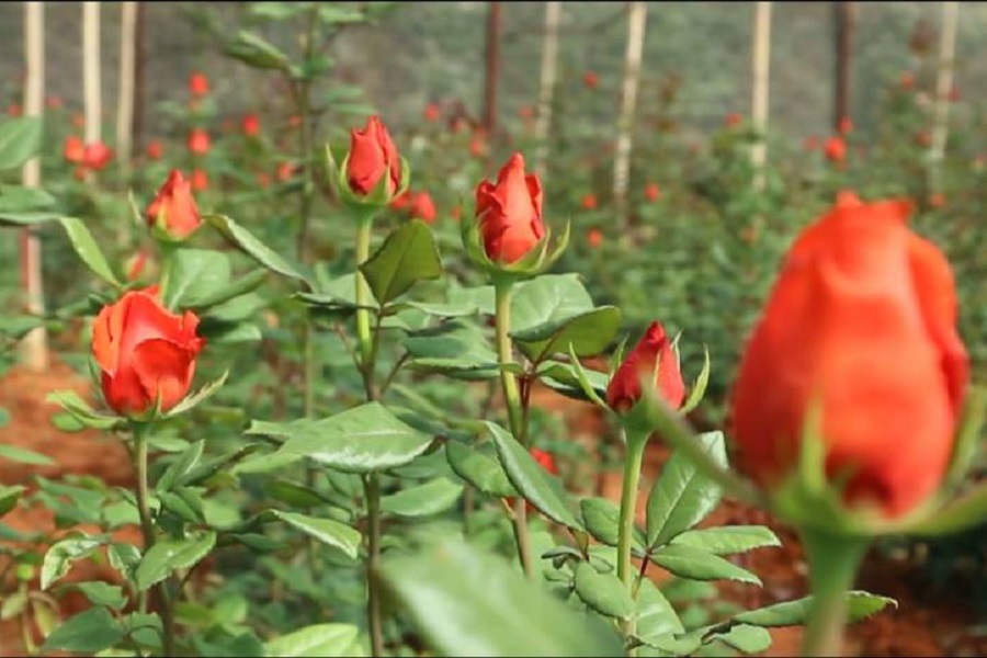 Sản phẩm được ti&ecirc;u thụ rộng khắp cả nước, từ H&agrave; Nội, Hải Ph&ograve;ng đến TP. Hồ Ch&iacute; Minh, Đồng Nai, Cần Thơ&hellip; với mức gi&aacute; ổn định trong m&ugrave;a lễ.