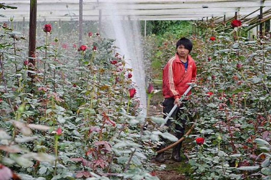 Hoa hồng ở đ&acirc;y được &aacute;p dụng c&ocirc;ng nghệ cao trong c&aacute;c kh&acirc;u sản xuất, bảo quản n&ecirc;n hoa rất đẹp, bền, được thị trường ưa chuộng.