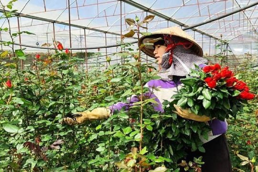 Việc x&acirc;y dựng thương hiệu &ldquo;Hoa hồng LangBiang&rdquo; cho sản phẩm hoa hồng l&agrave; vấn đề rất cần thiết.