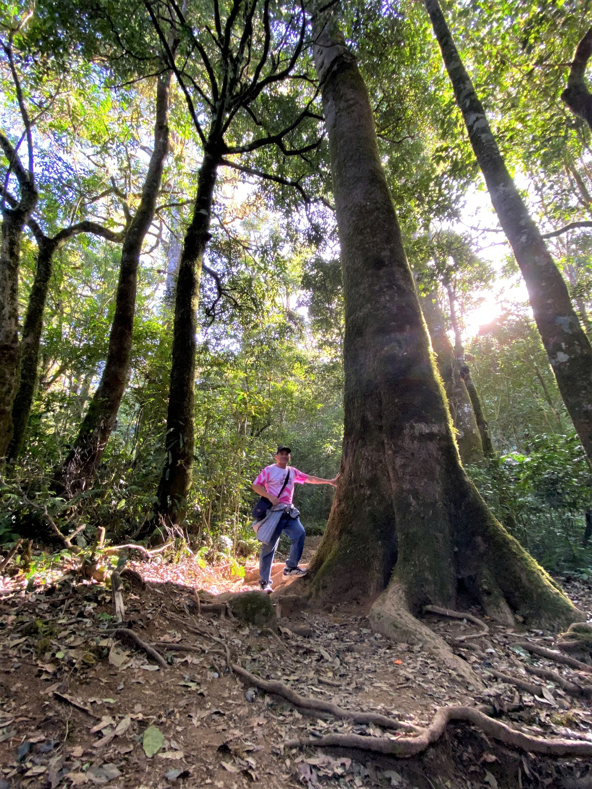 Con đường chạy xuy&ecirc;n qua khu rừng nguy&ecirc;n sinh l&aacute; rộng xanh m&aacute;t với c&aacute;c c&acirc;y cổ thụ dọc đường đi.