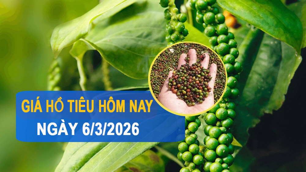 Giá tiêu hôm nay 6/3: Đảo chiều tăng, cao nhất 146.000 đồng/kg