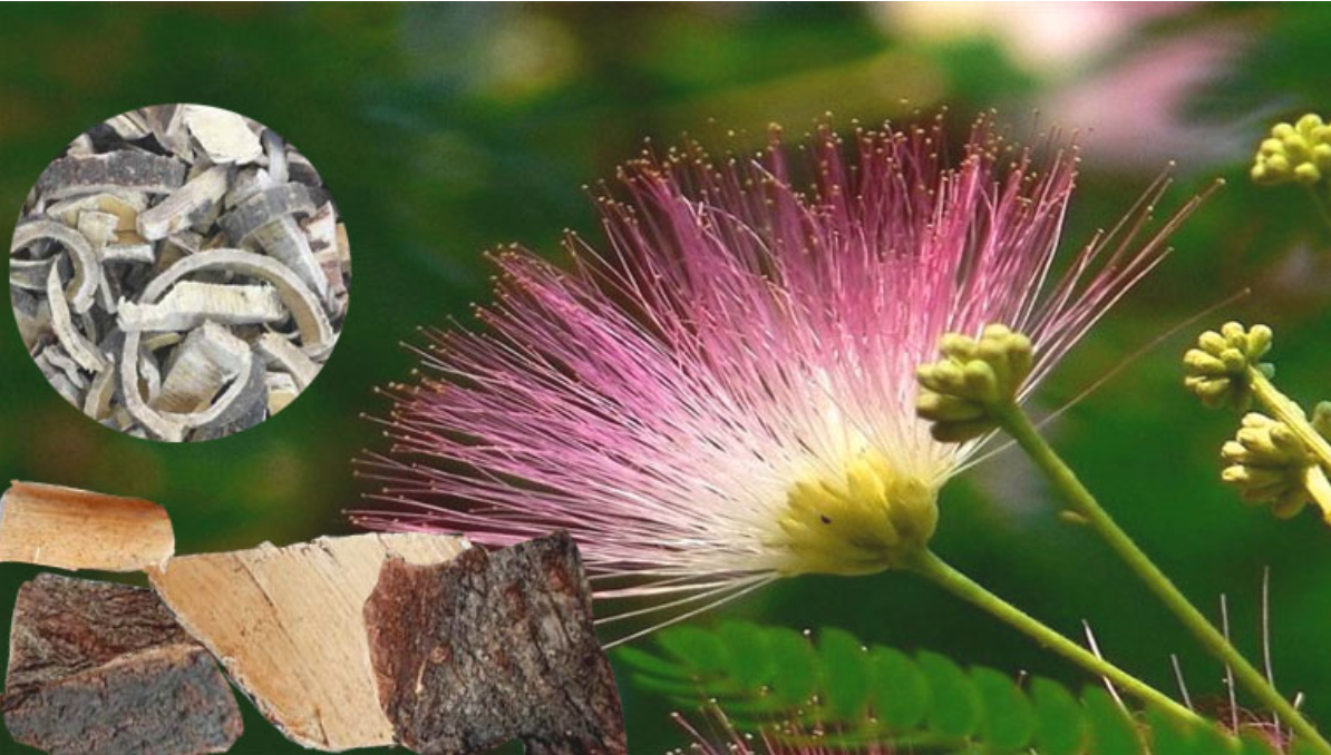 Hợp hoan b&igrave; c&oacute; t&aacute;c dụng an thần, ngủ ngon tự nhi&ecirc;n.