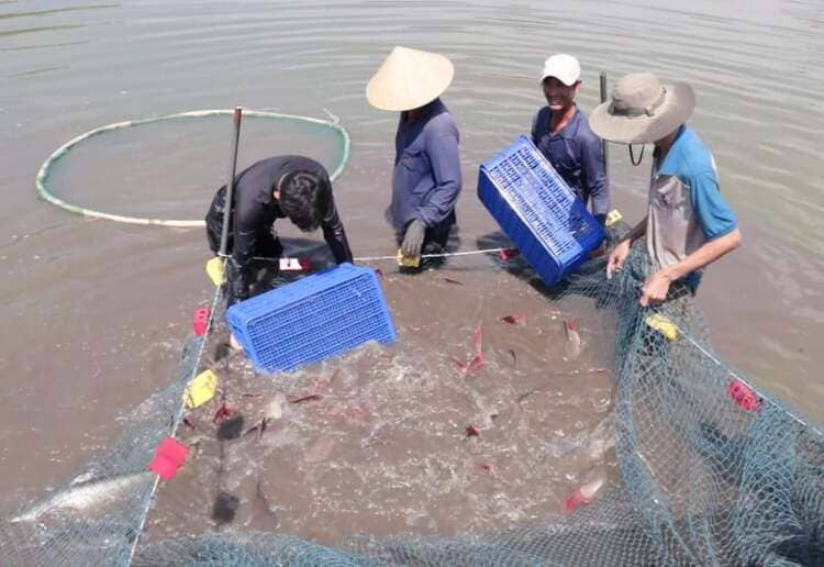 Tây Ninh bảo đảm sản xuất nuôi trồng thủy sản phát triển ổn định, bền vững