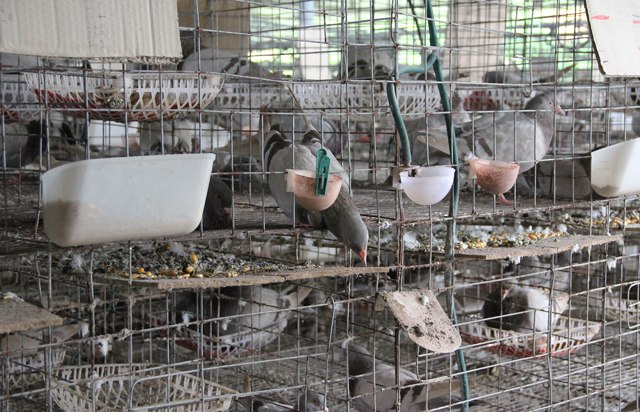 Bắc Ninh: Ngăn chặn, xử lý vận chuyển, buôn bán giống vật nuôi, sản phẩm giống vật nuôi nhập lậu