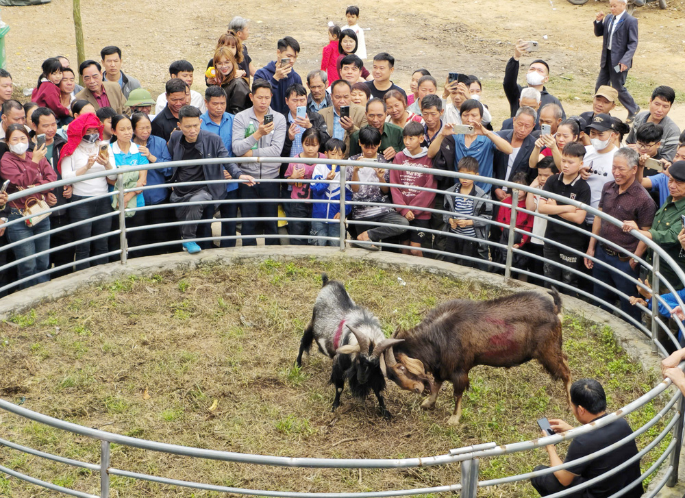 Thi chọi d&ecirc; tạo n&eacute;t đặc sắc cho lễ hội.