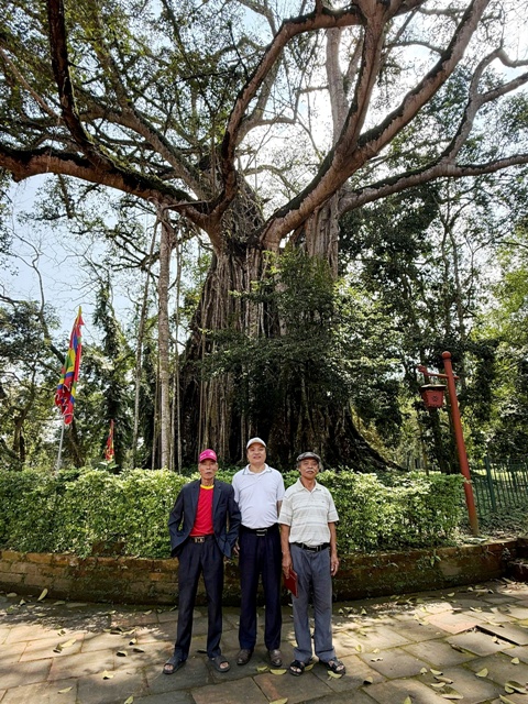 C&acirc;y đa thị hơn 300 năm tuổi.