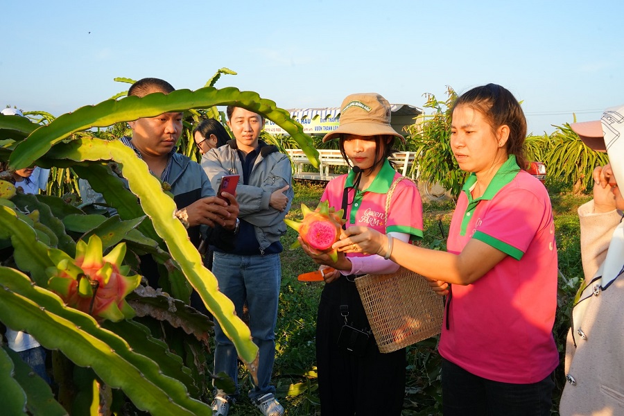 Du kh&aacute;ch được trải nghiệm cắt v&agrave; ăn thanh long t&iacute;m hồng tại trang trại Ho&agrave;ng Hậu
