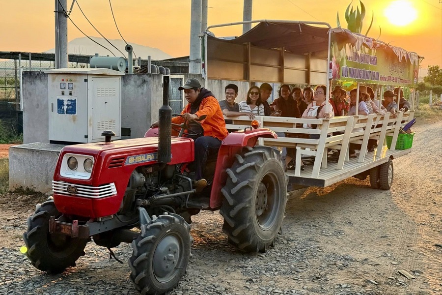 Tham quan n&ocirc;ng trại thanh long bằng m&aacute;y c&agrave;y