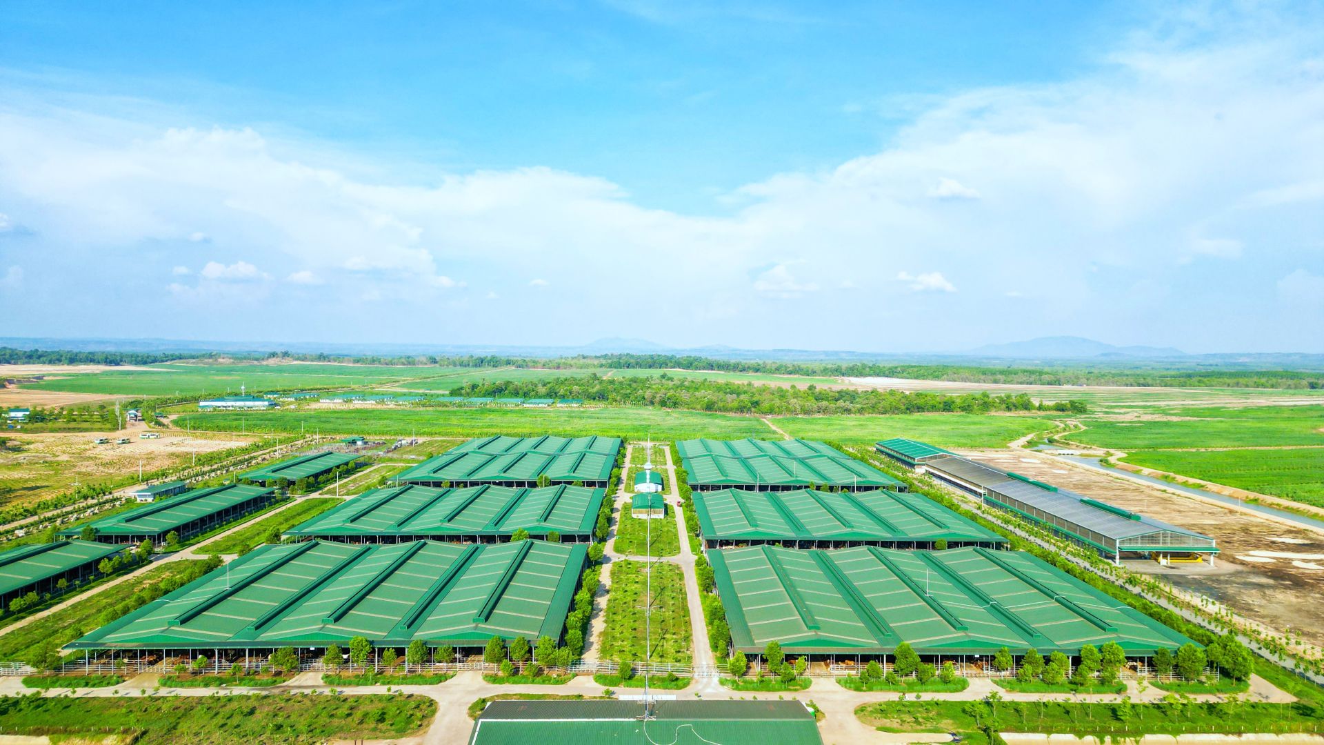 Trại b&ograve; sinh sản tập trung tại X&iacute; nghiệp B&ograve; Ia Puch