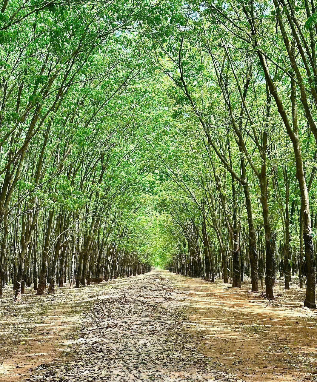 Giá cao su hôm nay 10/3: Tăng trên sàn Tocom và SGX