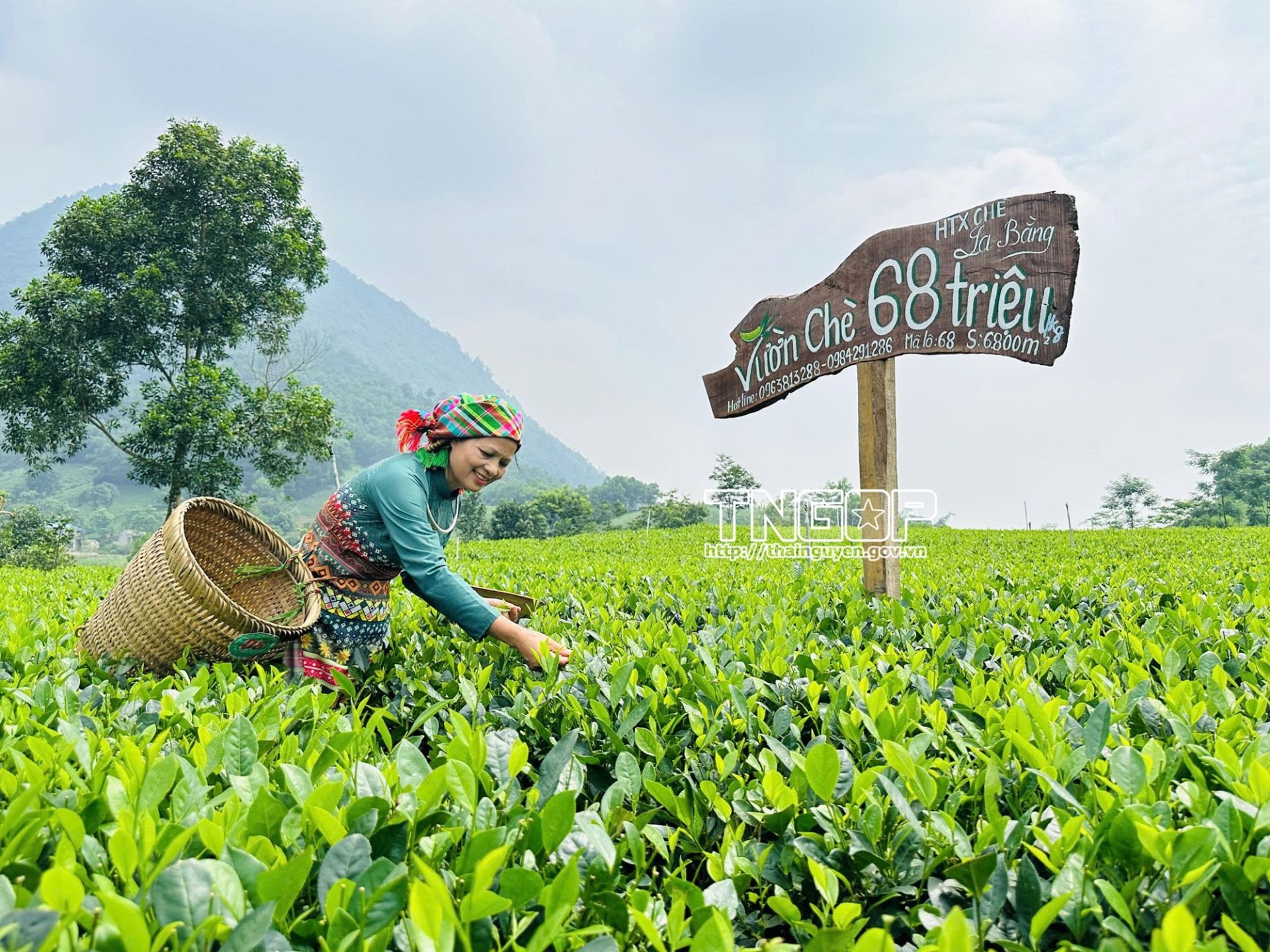 Thái Nguyên triển khai kế hoạch phát triển ngành chè giai đoạn 2025 - 2030