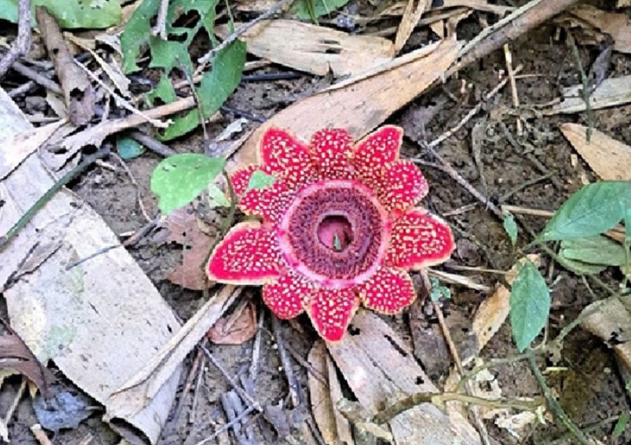 H&igrave;nh ảnh lo&agrave;i Địa nh&atilde;n Himalaya ghi nhận tại Vườn quốc gia Phong Nha - Kẻ B&agrave;ng