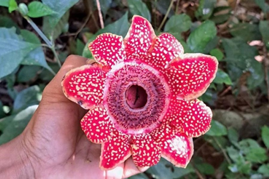 Phát hiện loài hoa quý hiếm Địa nhãn Himalaya tại Phong Nha - Kẻ Bàng