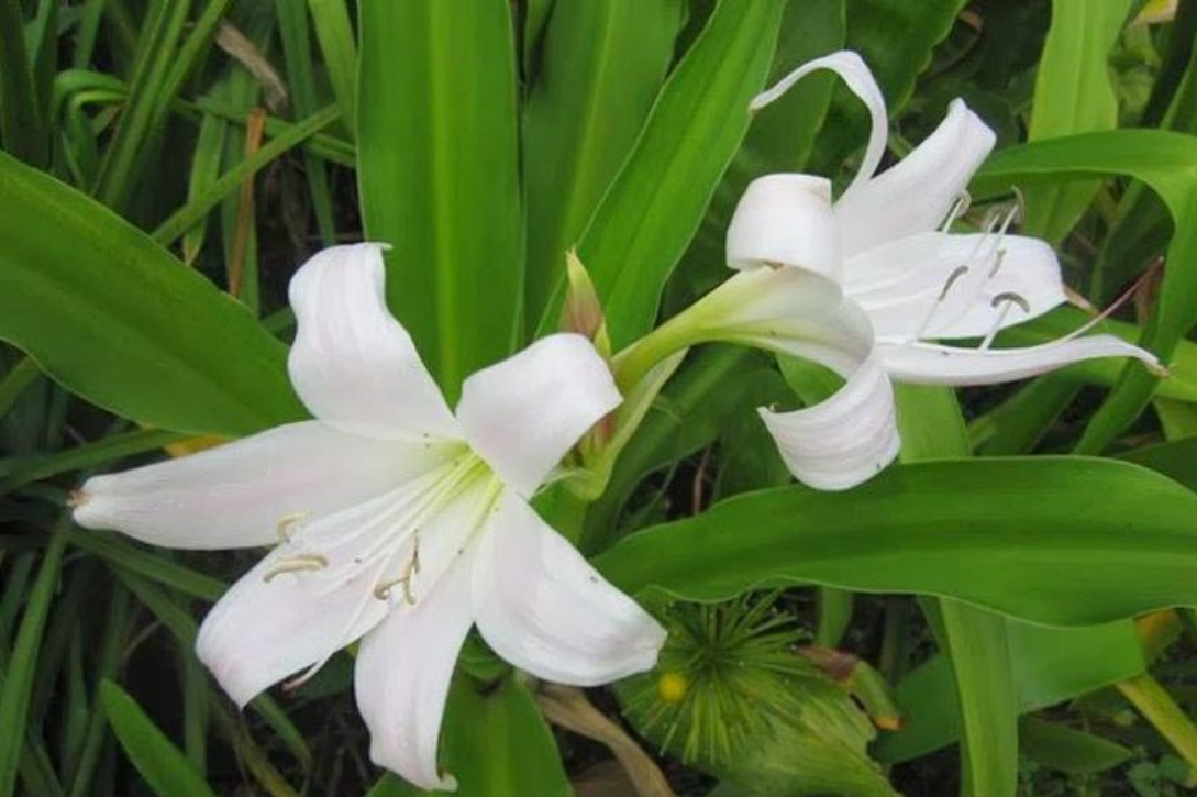 Vị thuốc trinh nữ hoàng cung giúp hỗ trợ cải thiện u xơ tử cung hiệu quả Vị thuốc trinh nữ hoàng cung giúp hỗ trợ cải thiện u xơ tử cung hiệu quả