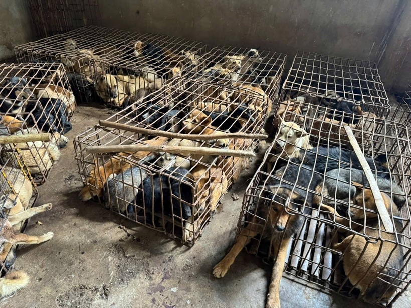 Đắk Lắk: Triệt phá điểm tập kết, thu giữ 70 cá thể chó nghi do trộm cắp