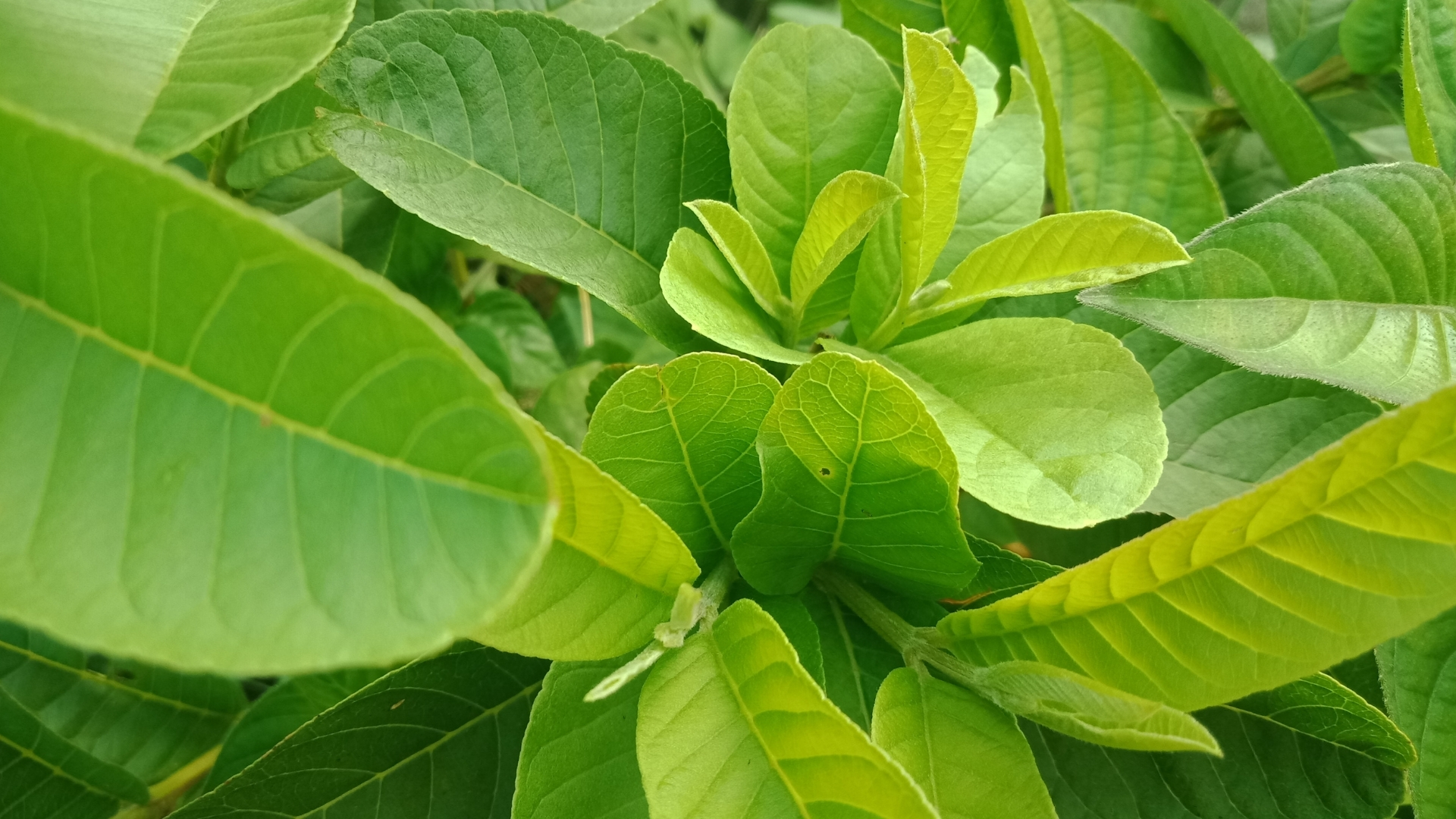 Lá ổi có tác dụng gì? Những lợi ích tốt cho sức khỏe ít người biết