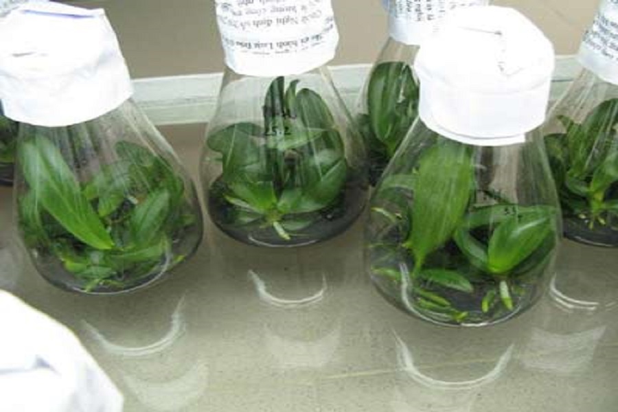 C&ocirc;ng nghệ sinh học trong n&ocirc;ng nghiệp l&agrave; lĩnh vực c&ocirc;ng nghệ trong sản xuất giống lan hồ điệp