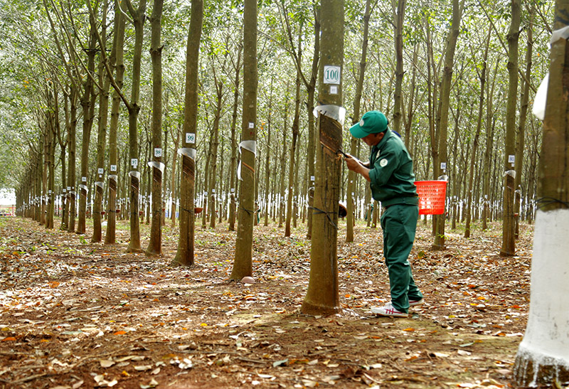 Giá cao su hôm nay 13/3: Tăng nhẹ trên các sàn giao dịch châu Á