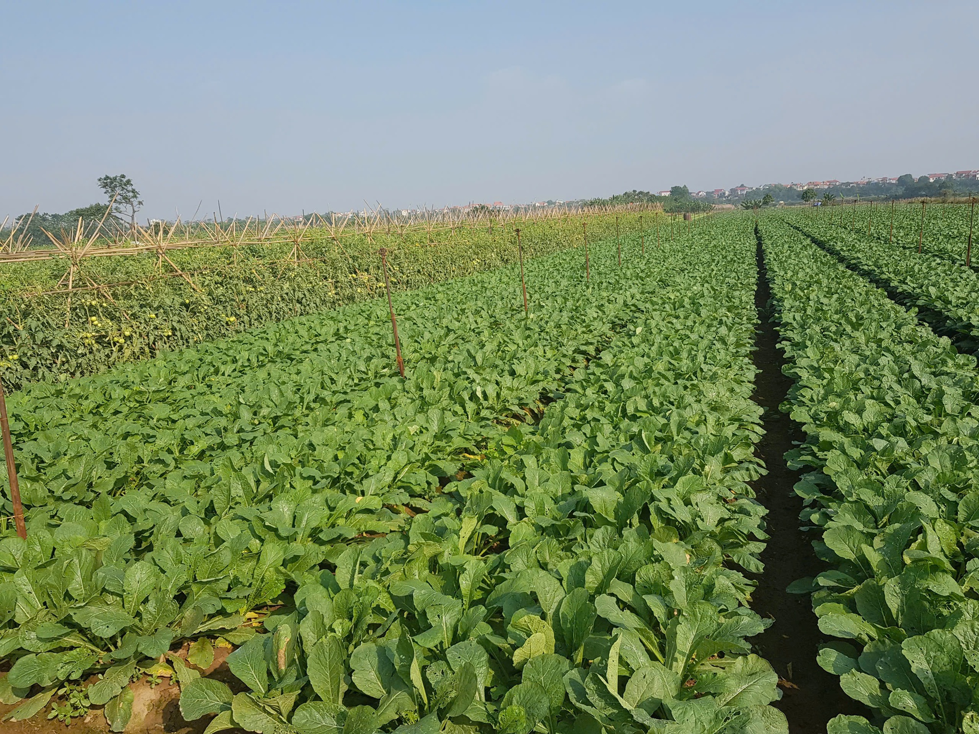 Nông nghiệp xanh góp phần hình thành vành đai sinh thái cho Thủ đô