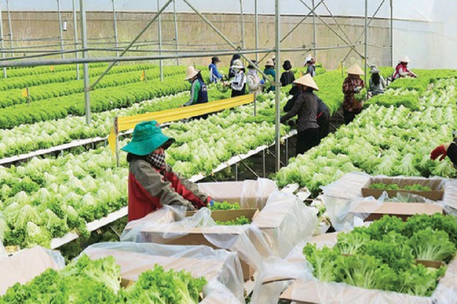 Thương mại điện tử sẽ gi&uacute;p cho n&ocirc;ng nghiệp L&acirc;m Đồng bắt kịp xu thế chuyển đổi số