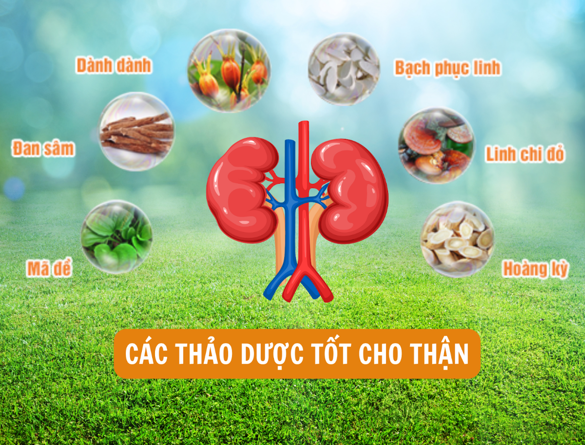 Các thảo dược được chứng minh tốt cho thận Các thảo dược được chứng minh tốt cho thận