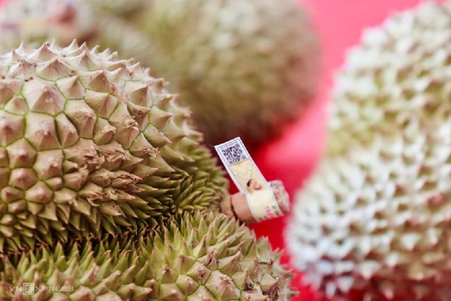 Mã QR code để truy xuất nguồn gốc hàng hóa trên quả sầu riêng Mã QR code để truy xuất nguồn gốc hàng hóa trên quả sầu riêng