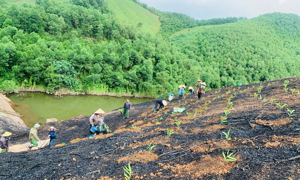 Bắc Ninh: Diện tích rừng trồng tăng mạnh