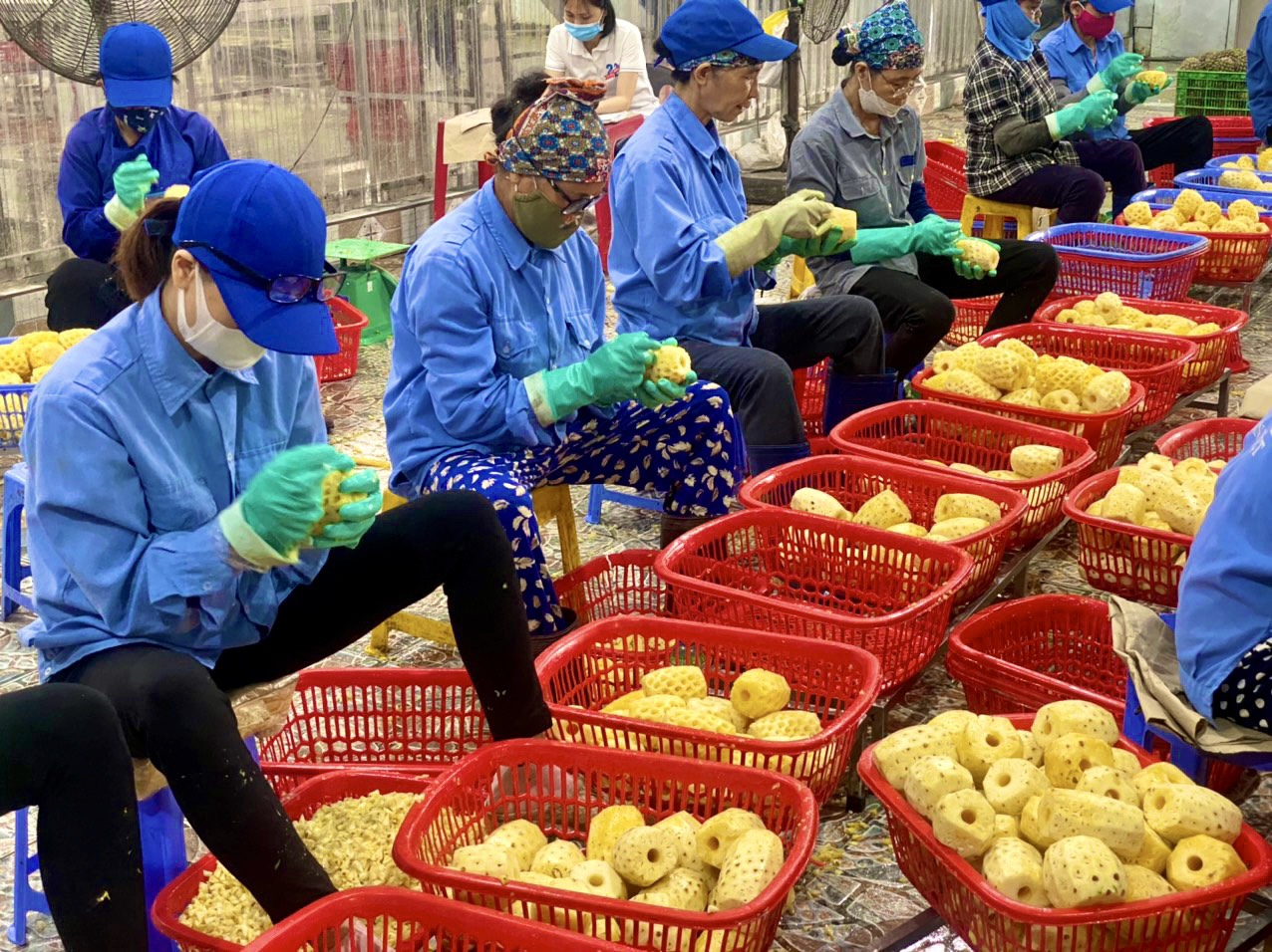 Thanh Hóa: Hoạt động chế biến sản phẩm nông nghiệp được chú trọng và đạt nhiều kết quả tích cực