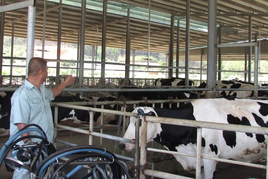 Lâm Đồng tạo nền tảng cho chăn nuôi phát triển bền vững