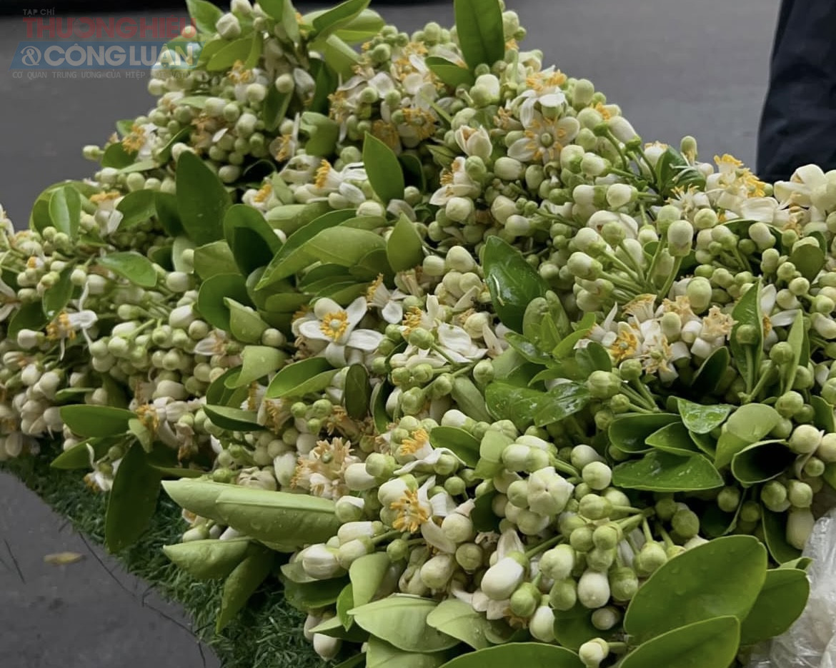 Từ những con ng&otilde; nhỏ y&ecirc;n tĩnh đến c&aacute;c tuyến phố đ&ocirc;ng đ&uacute;c, hương hoa bưởi cứ thế lan tỏa, nhẹ nh&agrave;ng m&agrave; bền bỉ. Chỉ cần một cơn gi&oacute; thoảng qua, m&ugrave;i hương thanh khiết ấy đ&atilde; đủ khiến người đi đường bất chợt chậm bước, h&iacute;t h&agrave; v&agrave; mỉm cười.