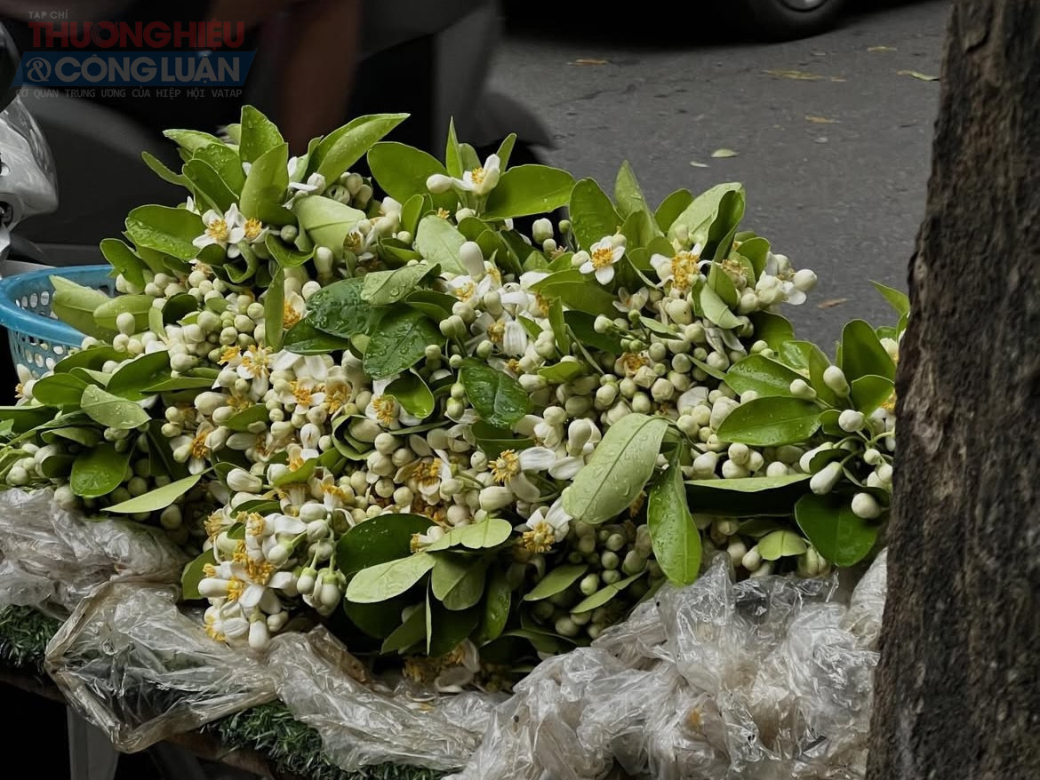 M&ugrave;a hoa bưởi kh&ocirc;ng k&eacute;o d&agrave;i. Chỉ trong v&agrave;i tuần ngắn ngủi, những g&aacute;nh hoa sẽ dần thưa vắng, nhường chỗ cho những sắc m&agrave;u kh&aacute;c của th&agrave;nh phố. Thế nhưng, hương bưởi th&aacute;ng Ba vẫn kịp để lại một dấu ấn rất ri&ecirc;ng.
