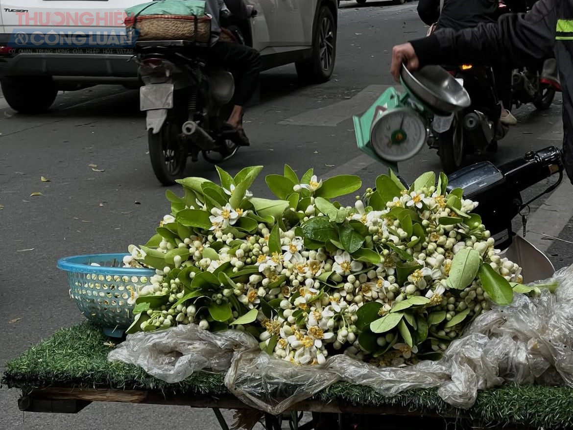Những ng&agrave;y n&agrave;y, dạo qua c&aacute;c con phố quen thuộc, kh&ocirc;ng kh&oacute; để bắt gặp những g&aacute;nh h&agrave;ng rong chở đầy hoa bưởi trắng muốt. Những b&ocirc;ng hoa nhỏ xinh được g&oacute;i gh&eacute;m trong lớp l&aacute; xanh, tỏa ra hương thơm dịu nhẹ m&agrave; s&acirc;u lắng.