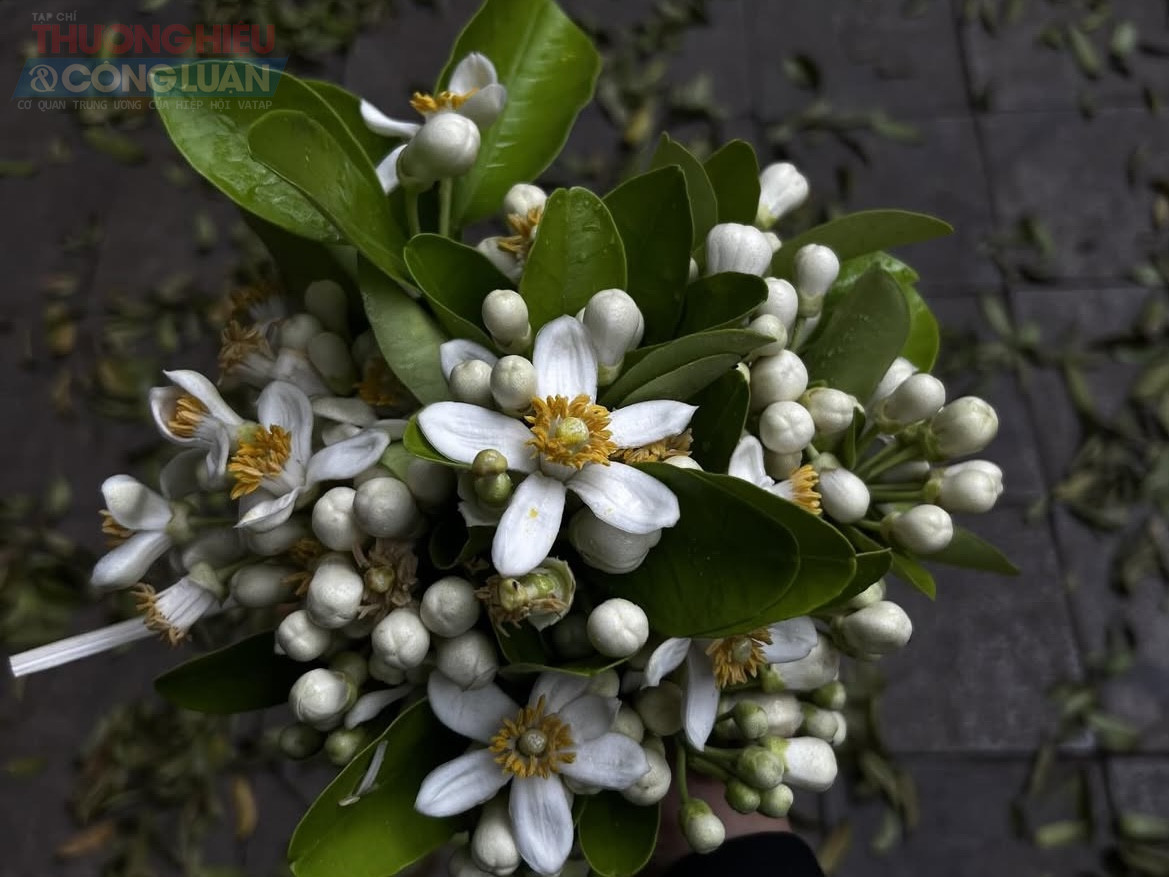 Hoa bưởi vốn l&agrave; hương thơm quen thuộc của những khu vườn qu&ecirc; Bắc Bộ. Chỉ một c&acirc;y bưởi nở hoa cũng đủ lan tỏa m&ugrave;i hương khắp x&oacute;m l&agrave;ng. Thế nhưng ở H&agrave; Nội, lo&agrave;i c&acirc;y n&agrave;y kh&ocirc;ng phổ biến, v&igrave; vậy mỗi m&ugrave;a hoa bưởi về lại c&agrave;ng trở n&ecirc;n đặc biệt.