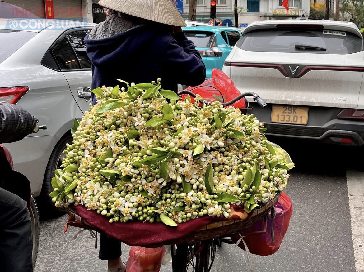 Giữa d&ograve;ng xe cộ tấp nập, một quang g&aacute;nh nhỏ với những ch&ugrave;m hoa trắng tinh kh&ocirc;i như mang theo cả một g&oacute;c m&ugrave;a xu&acirc;n c&ograve;n s&oacute;t lại, l&agrave;m dịu đi c&aacute;i ồn &agrave;o của phố thị.